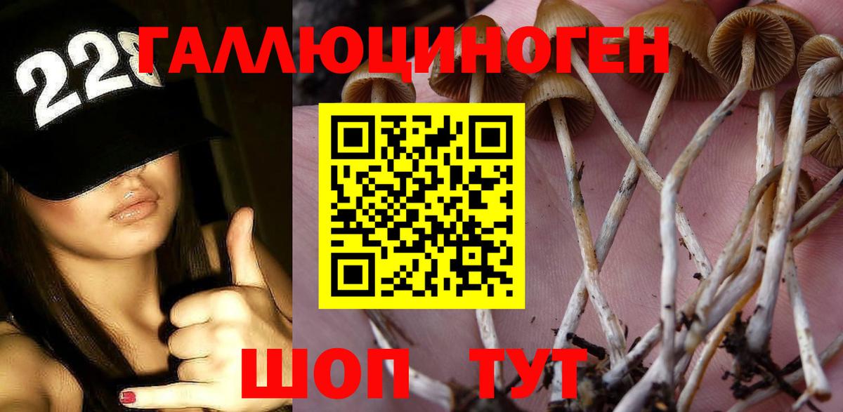 Георгиевск  Галлюциногенные грибы Psilocybe  цены   Вход с VPN 
